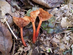 Lactarius areolatus