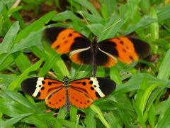 Heliconius numata