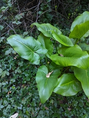 Zantedeschia aethiopica