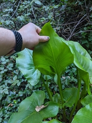 Zantedeschia aethiopica