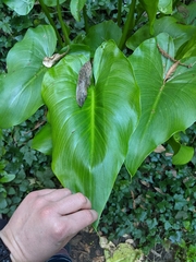 Zantedeschia aethiopica