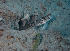 Cryptocentrus sericus