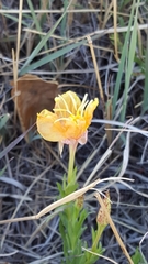 Oenothera hartwegii