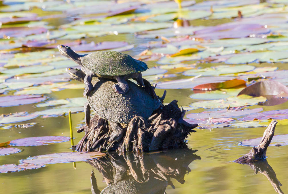 Macquarie Turtle from Centennial Park NSW 2021, Australia on November