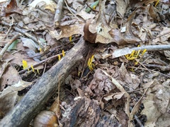 Clavulinopsis helvola