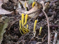 Clavulinopsis helvola