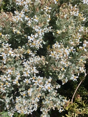 Olearia moschata