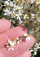 Olearia moschata