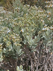 Olearia moschata