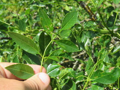 Fraxinus dipetala
