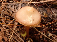 Gliophorus perplexus