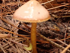 Gliophorus perplexus