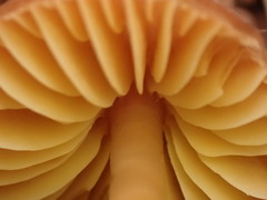 Gliophorus perplexus