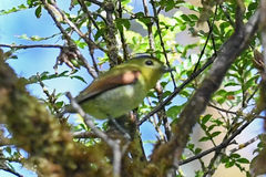 Pachyramphus versicolor