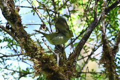 Pachyramphus versicolor