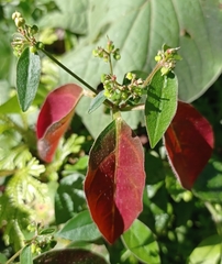 Euphorbia xalapensis