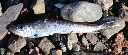Silver hake (Merluccius bilinearis) — Merlucciidae — 3
