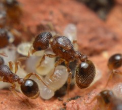 Tetramorium lanuginosum