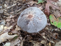 Tricholoma pullum