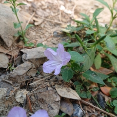 Ruellia prostrata