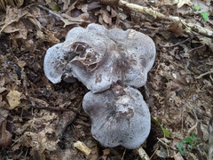 Tricholoma pullum