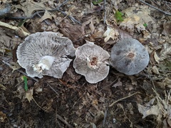 Tricholoma pullum