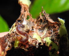 Desmia deploralis