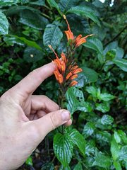 Hansteinia blepharorhachis