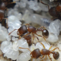Tetramorium lanuginosum