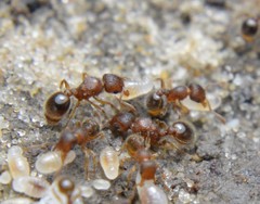 Tetramorium lanuginosum