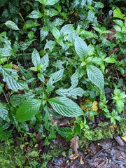 Hansteinia blepharorhachis