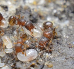 Tetramorium lanuginosum