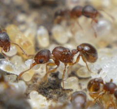 Tetramorium lanuginosum