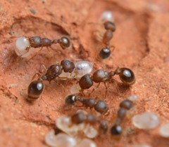 Tetramorium lanuginosum
