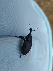 Heilipodus scabripennis