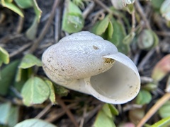 Helminthoglypta contracostae