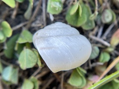 Helminthoglypta contracostae