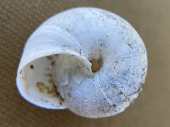 Helminthoglypta contracostae