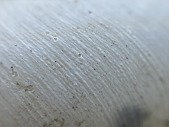 Helminthoglypta contracostae