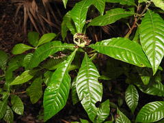 Desmia deploralis