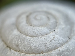 Helminthoglypta contracostae