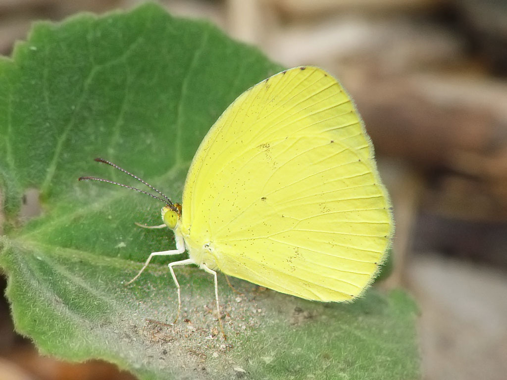 little yellow butterfly
