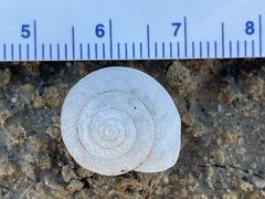 Helminthoglypta contracostae