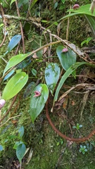 Pleurothallis palliolata