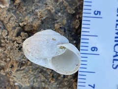 Helminthoglypta contracostae