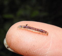 Desmia deploralis