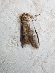 Lirimiris lignitecta