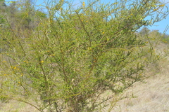 Brya microphylla