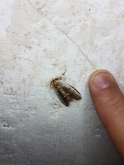 Lirimiris lignitecta