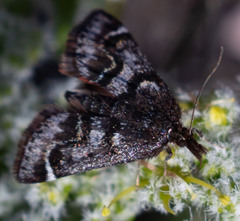 Pyrausta dapalis